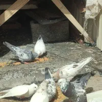 ۱۲عدد کبوتر سرحال و دوری|پرنده|چوار, |دیوار