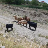 فروش بزاستثنایی