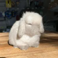 خرگوش خرسی خارجی کمیاب|موش و خرگوش|دزفول, |دیوار