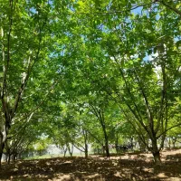 فروش نیم ساعت آب چاه دائمی روستا عزیزاباد