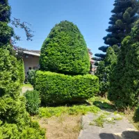 باغبانی و هرس لاوسون و درختان|خدمات باغبانی و درختکاری|دابودشت, |دیوار