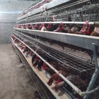 مرغ محلی گلپایگان