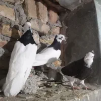 پراید ۸۱دوررنگ سه تیکه فابریک