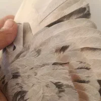 کفتر کبوتر پلاکی. سرور|پرنده|مبارکه, |دیوار