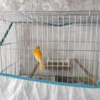 قناری نر قرمزآماده|پرنده|اردبیل, |دیوار