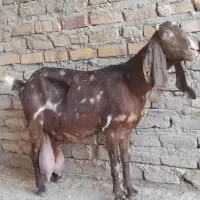 چهل خال پاکستانی مخصوص شیر بسیار نرم دوش