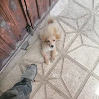 سگ پاکوتا