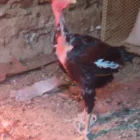 خروس لاری کمیاب نژاد ماداگاسکار|حیوانات مزرعه|تهران, ایرانشهر|دیوار