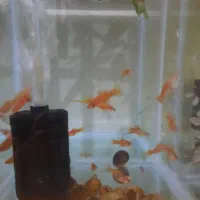 مولی دم شمشیری مولد