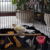 قناری ماده آماده و تخم گذار|پرنده|شیراز, میانرود|دیوار