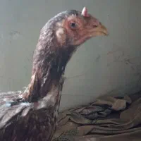 مرغ لاری اصیل