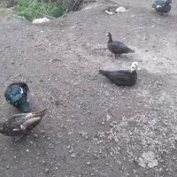 اردک اسرائیلی|حیوانات مزرعه|آستانه اشرفیه, |دیوار