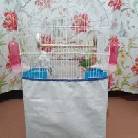 واگذاری دو عدد طوطی برزیلی مولد