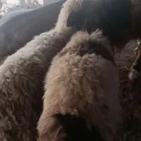 بره فوق نمونه