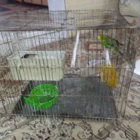 مرغ عشق|پرنده|مشهد, بهارستان|دیوار