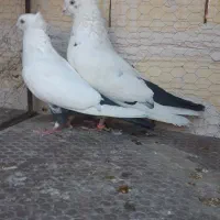 کبوتر ارزون|پرنده|کاشمر, |دیوار