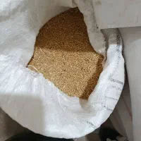 گندم کوهدشت درشت|لوازم جانبی حیوانات|مسجد سلیمان, |دیوار