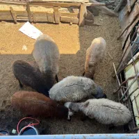 حیوانات‌مزرعه