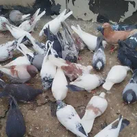 کبوتر پرشی
