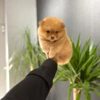 سگ های عروسکی پامرانین