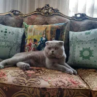 گربه اسکاتیش فول فول