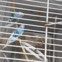 معاوضه باخروس و عروس هلندی و تخم مرغ برهما