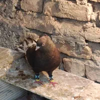 کبوتر پر|پرنده|شهرکرد, |دیوار