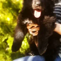 ژرمن بلک|سگ|تهران, اختیاریه|دیوار