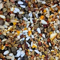 خوراک دام گوساله گوسفند|حیوانات مزرعه|مهریز, |دیوار