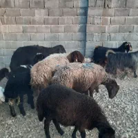 میش بره دار|حیوانات مزرعه|ارسنجان, |دیوار