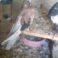 سرور ماده
