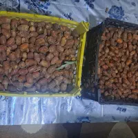 خرمای برحی تازه باغ