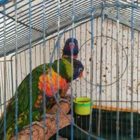 جفت طوطی مولد لوری کیت