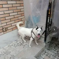 هاسکی ۶ماهه