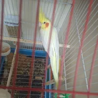 عروس هلندی لوتینو|پرنده|اهواز, کوی جواهری|دیوار