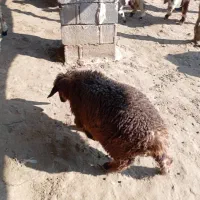 بره ماده به فروش می رسد|حیوانات مزرعه|رستم, |دیوار