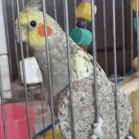 گمشده
