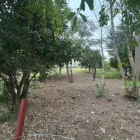 زمین مسکونی ۲۶۴متری/نامه بنیاد/محدوده کوچصفهان|فروش زمین و ملک کلنگی|کوچصفهان, |دیوار