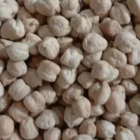 نخود بذری تمیز حدود 100کیلو .کیلوی 165هزار