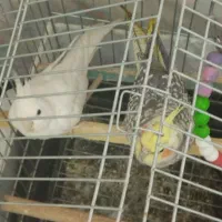 معاوضه با فروش عروس هلندی سفید