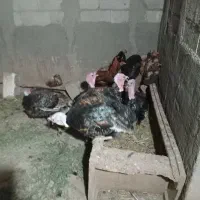 فروش بوقلمون قوقاز