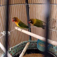 کوتوله فروشی