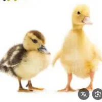 دوتا جوجه اردک