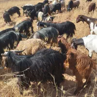 ۵۰ بز ( فروش به تعداد دلخواه مشتری)