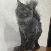 گربه اسکاتیش لانگ هیر|گربه|تبریز, |دیوار