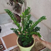 زامیفولیا غول پیکر