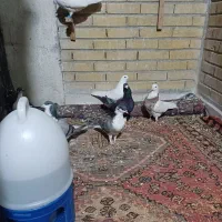 کبوتر. تهرونی. طوقی بدرنگ