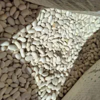 لوبیا سفید وقرمز