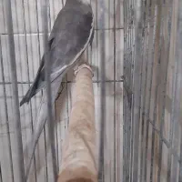 جوجه عروس هلندی|پرنده|نقده, |دیوار