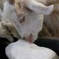 نمک دام